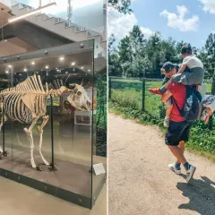 Białowieża gdzie z dzieckiem – najlepsze atrakcje i miejsca na rodzinny wypoczynek