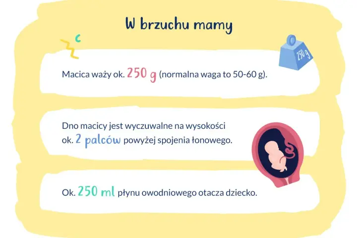 Kiedy czuć ruchy dziecka? Macica waży ok. 250 g, dno macicy jest wyczuwalne na wysokości 2 palców. Płyn owodniowy otacza dziecko.