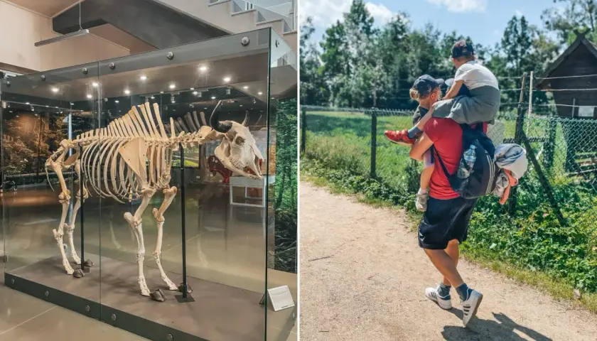 Białowieża gdzie z dzieckiem – najlepsze atrakcje i miejsca na rodzinny wypoczynek